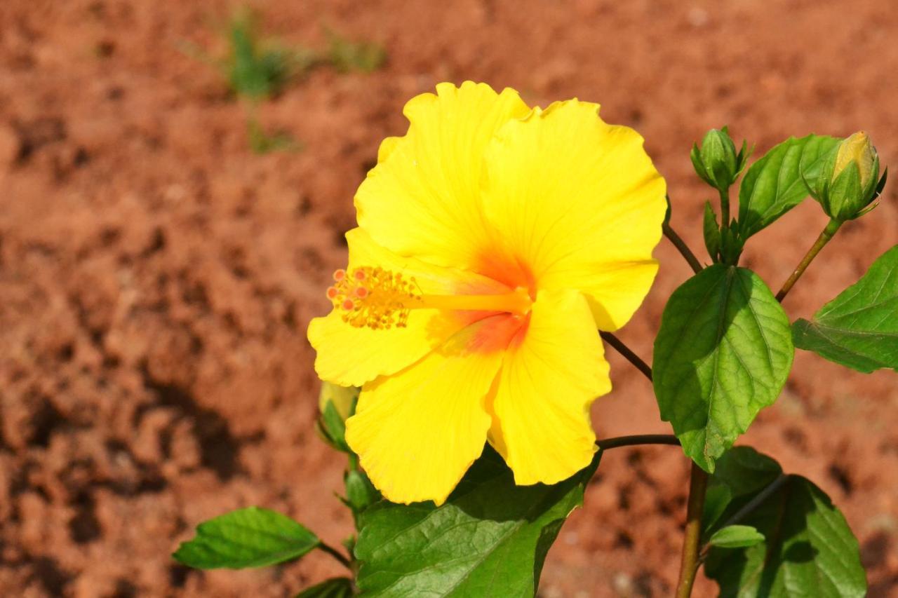 Radhika Eco Resort Arambol Luaran gambar