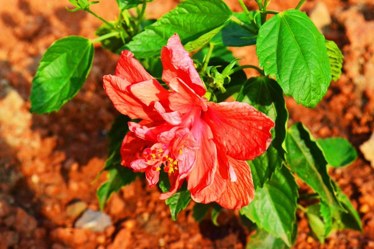 Radhika Eco Resort Arambol Luaran gambar