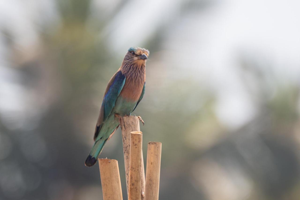 Radhika Eco Resort Arambol Luaran gambar